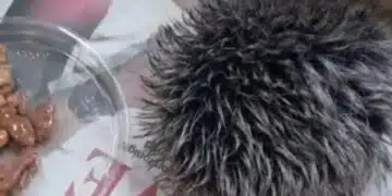 Жена помислила, че е намерила ранено таралежче и цяла нощ му давала храна, а се оказало помпон на шапка 2