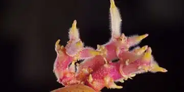 potato