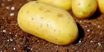 картофи