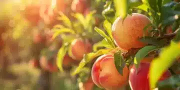 Няколко полезни съвета, с които ще отгледате вкусни и големи праскови 7