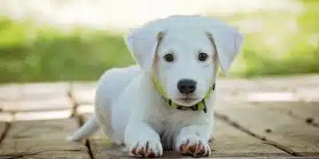куче