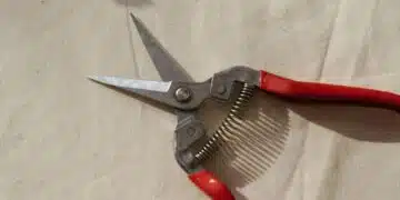 Растения, които Не трябва да подрязвате през пролетта 4
