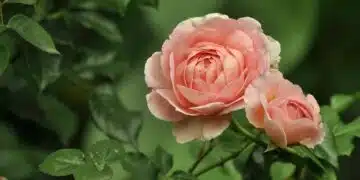 рози