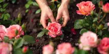 Защо е необходимо да засадите рози през пролетта – полезни съвети 7