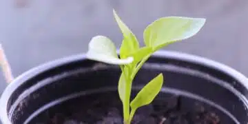 разсад чушка