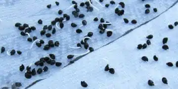 семена