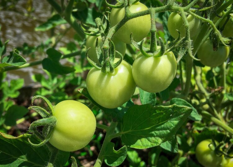 tomato
