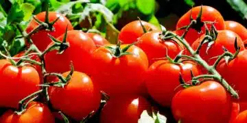 tomatoes