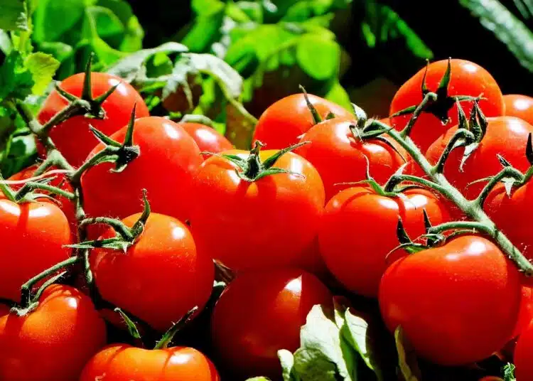 tomatoes