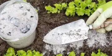 За тези растения торенето с пепел е пагубно - реколтата ще е нула 14