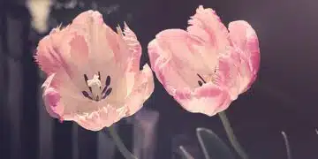 лалета