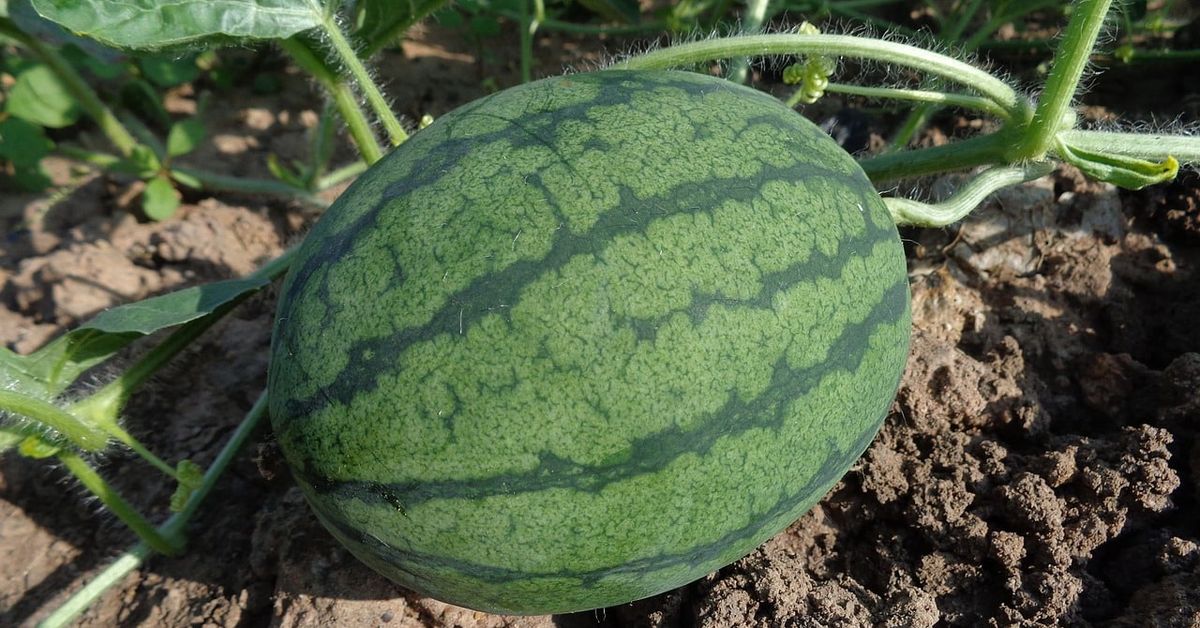 Отглеждане на дини: тайните на успеха диня