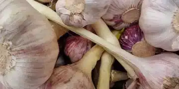 С този трик ще белите чесъна изключително бързо 11