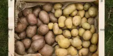 Защо трябва да слагате в дупката при засаждане на картофи грах, пепел и луковица 12