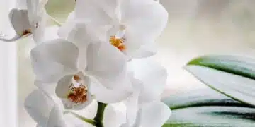 Ето как да направите топ тор за оридеи от малко ориз 5