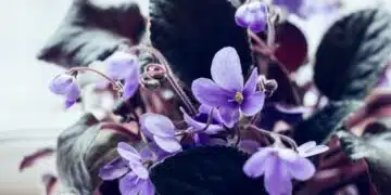 Ето кои са най-предпочитаните стайни растения, които цъфтят ярко и за дълго време 7