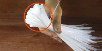 cable connections