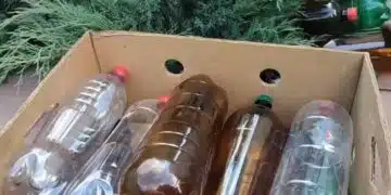 plastic bottle