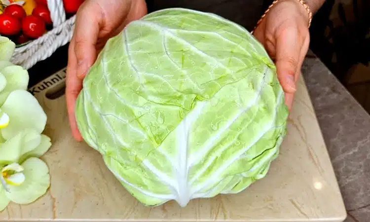 cabbage