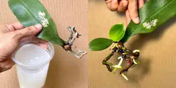 orchidea