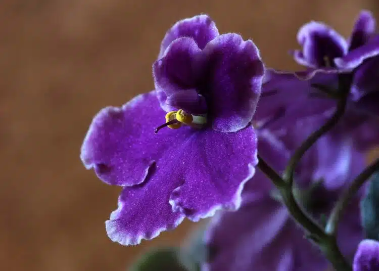 african-violets