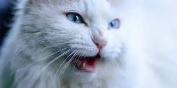 animal