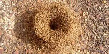 anthill