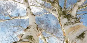 birch