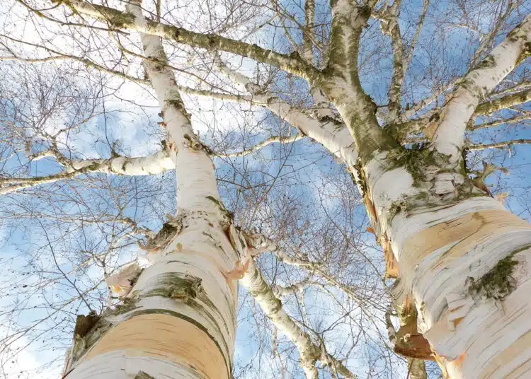 Никога не засаждайте дървото бреза до къщата си, ще съжалявате 1 birch