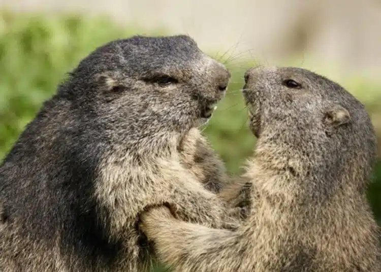 Танцуват или се бият? Камера случайно улови приятелски двубой между два мармота ВИДЕО 1
