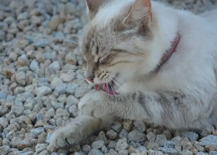 cat