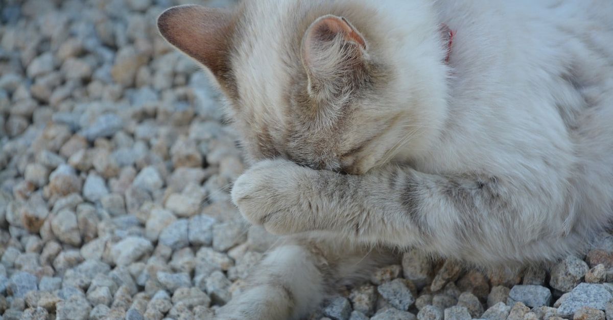 Защо котката мяука в тоалетната: може да има 10 причини за това cat