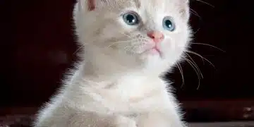 cat