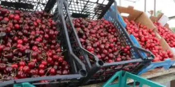 На пазара вече можем да си купим първите череши – цената им върховна: 6