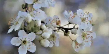 cherry-blossom