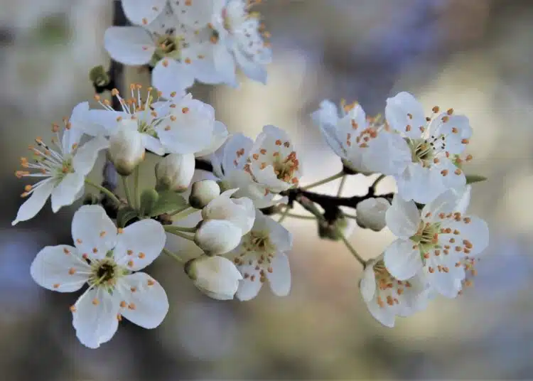 cherry-blossom