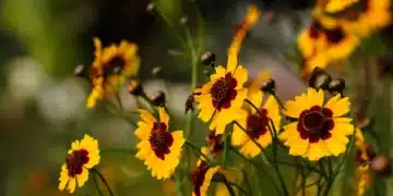 cosmos