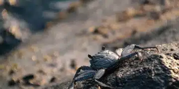 crab