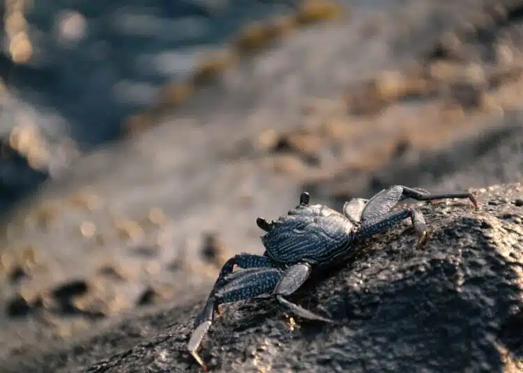 crab