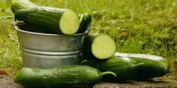 cucumbers