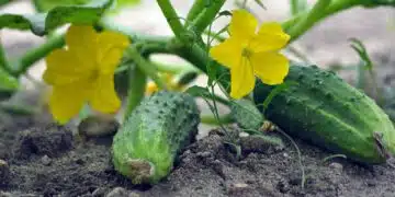 cucumbers