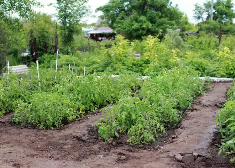 dacha