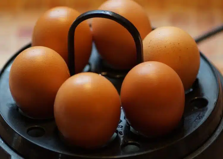 eggs