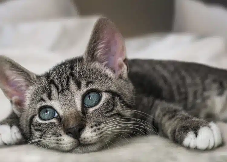 cat