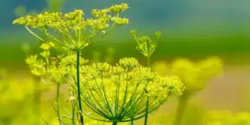 fennel
