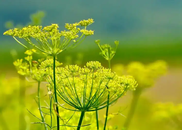 fennel