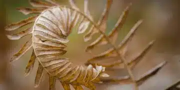 ferns