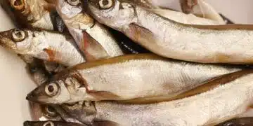 fish
