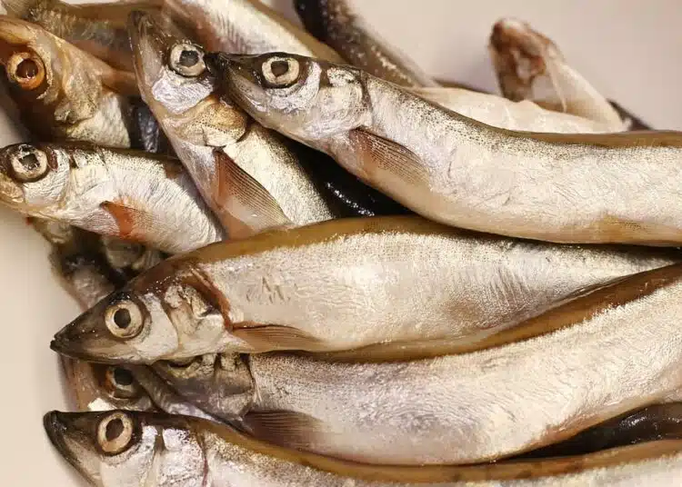 fish