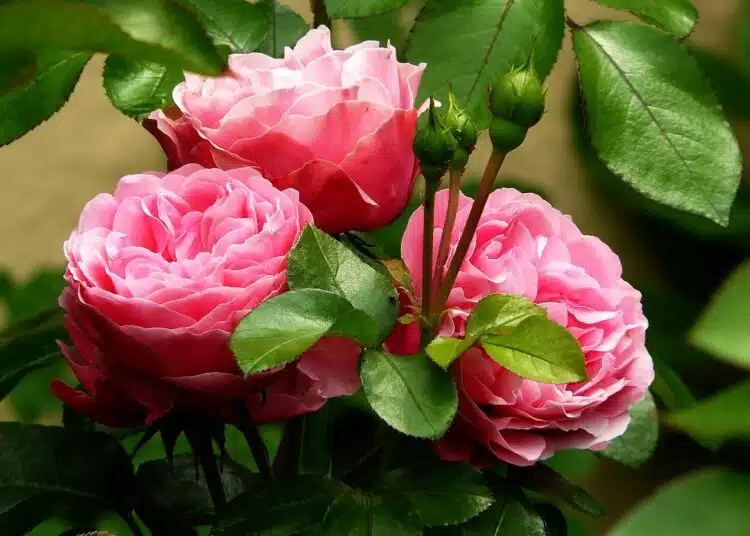 flowers